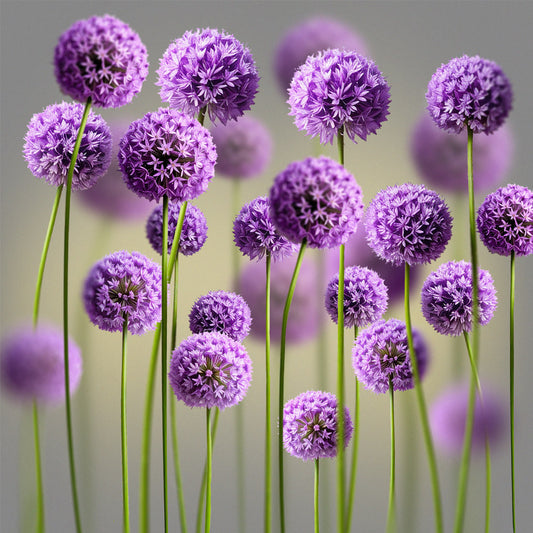Alliums Meadow