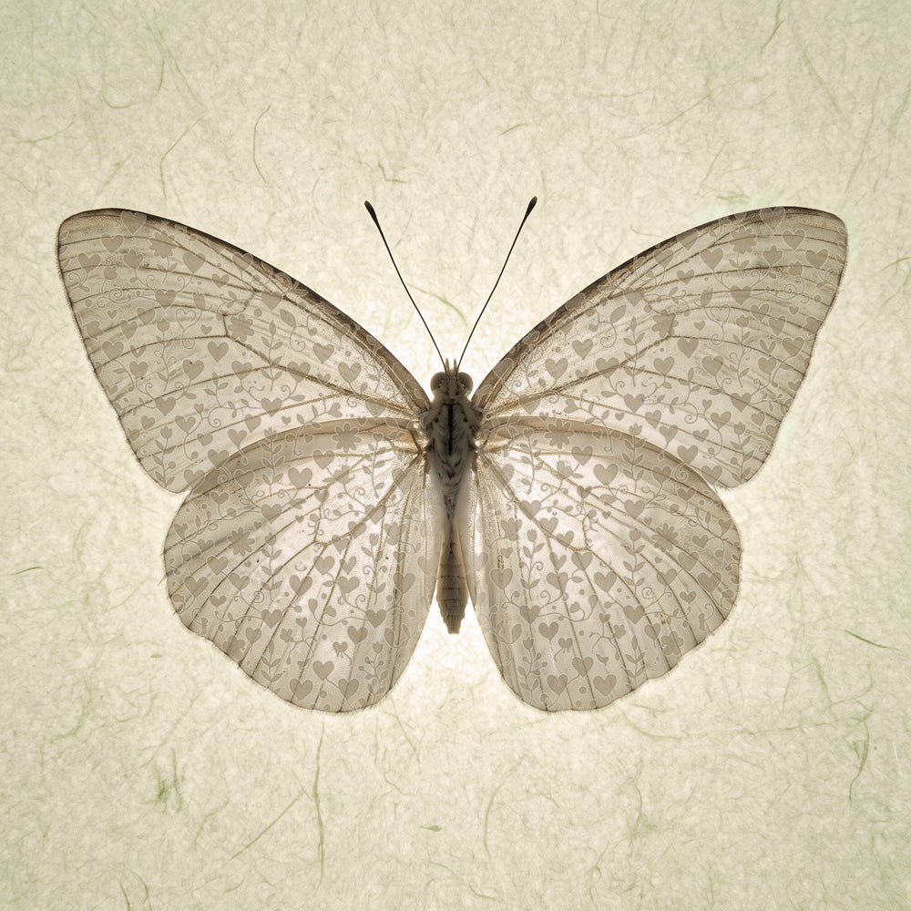 Butterfly with soft hearts card