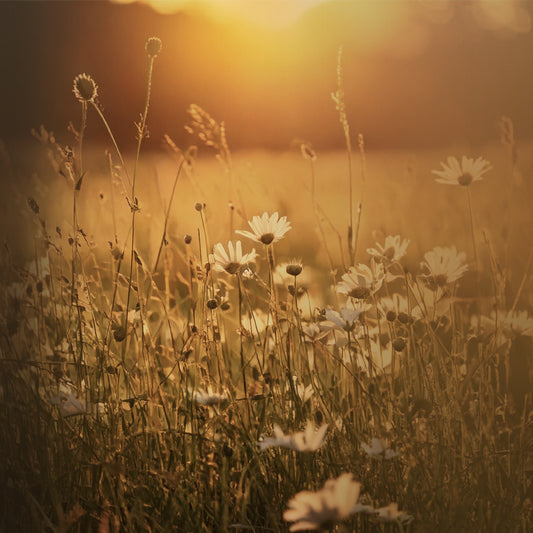Fields of Daisies