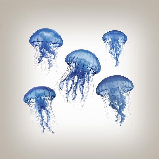 Jelly fish