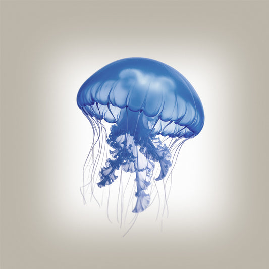 Single Jelly fish