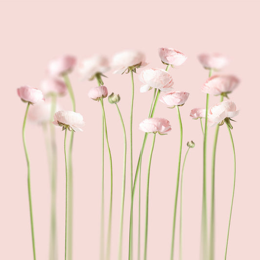 Pink Peonies