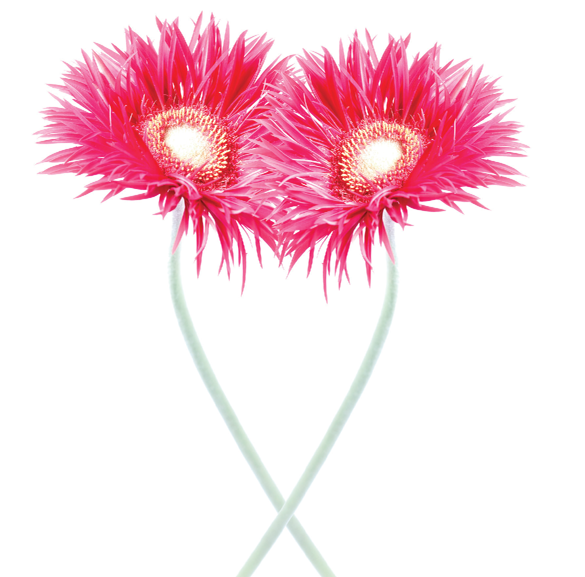 Gerbera Hearts