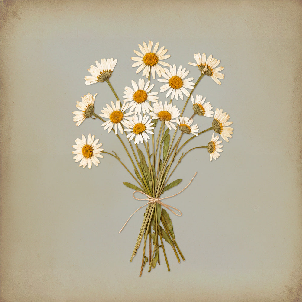 Daisies