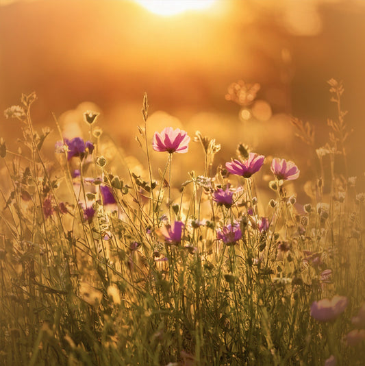Wildflowers Meadow print