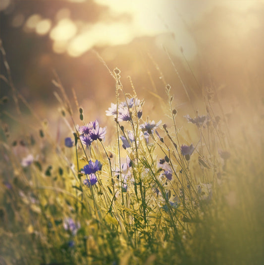 Wildflowers Meadow print 2