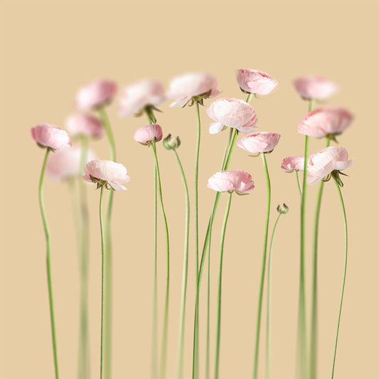 Pink peonies No 2