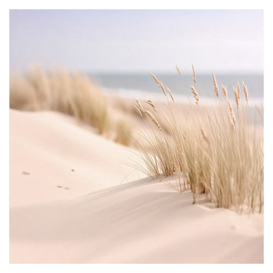 Tall grass and Sand dunes