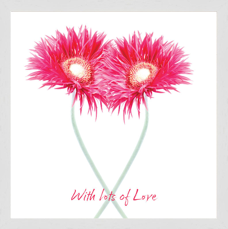 Gerbera Hearts