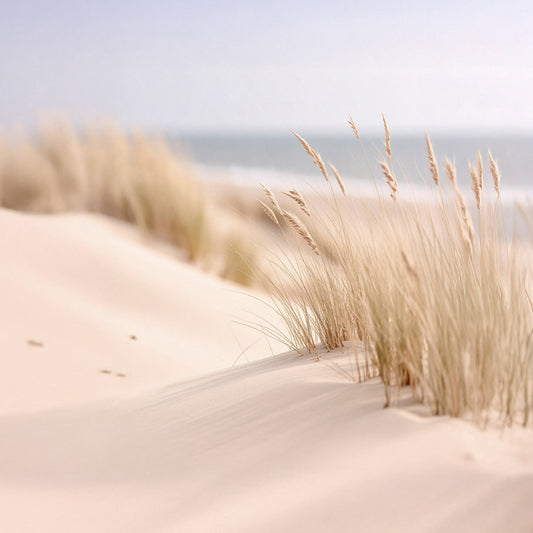 Tall grass and sand dunes