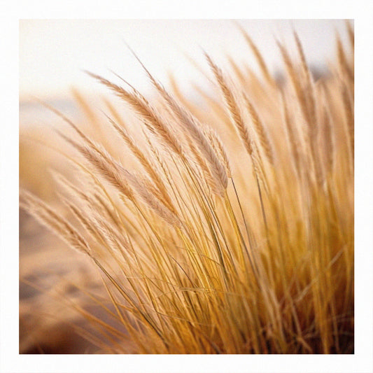 Norfolk beach grass