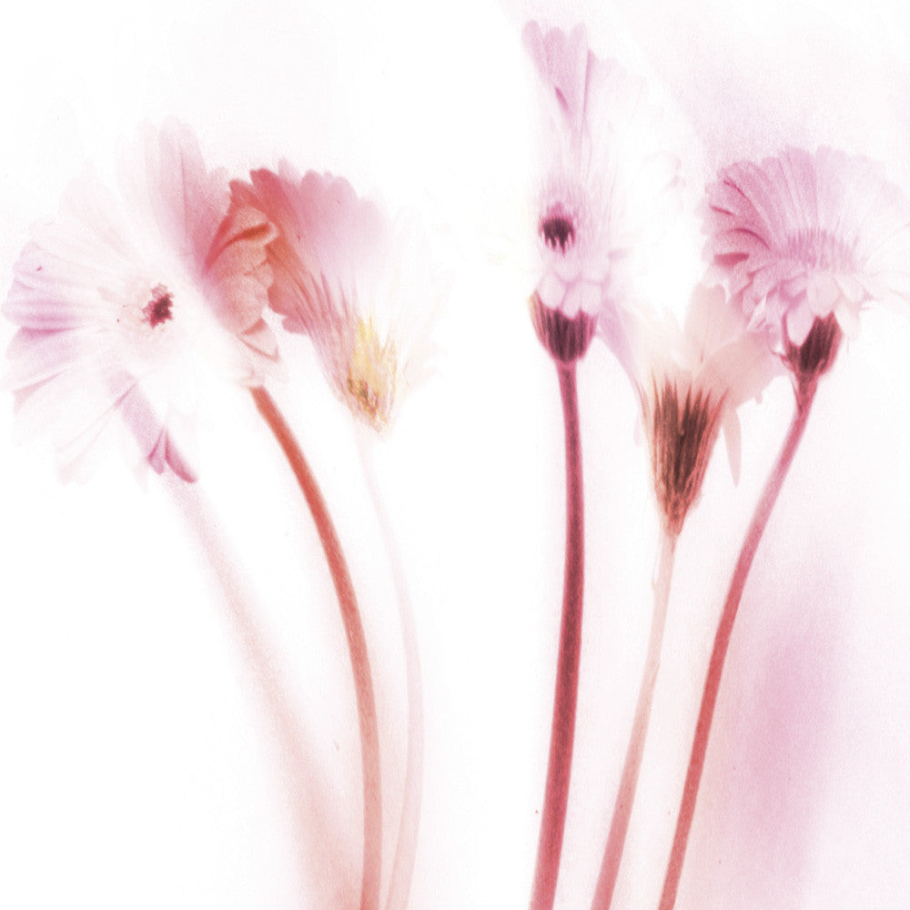 Gerberas 2