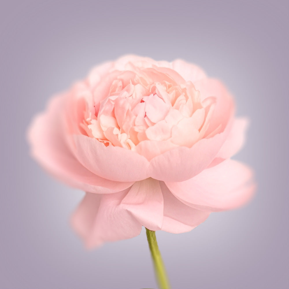 Pink Peony Canvas Print