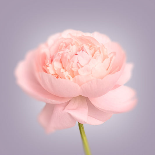 Pink Peony Canvas Print