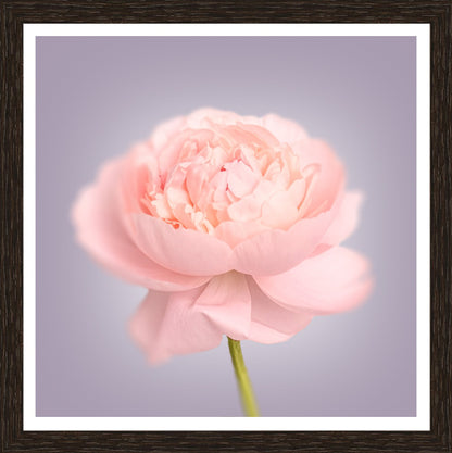 Wenge