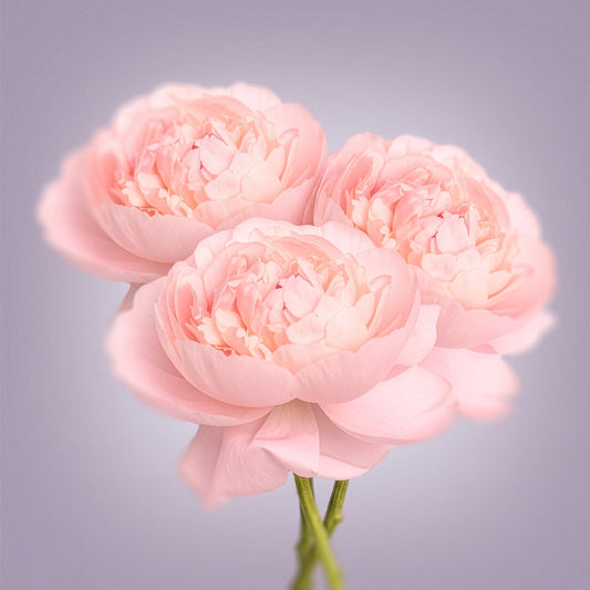Peonies Bunch Print