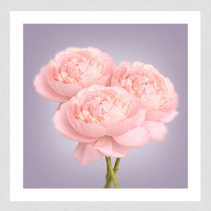 White Grain