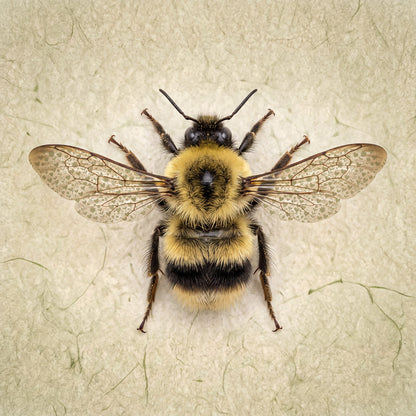 Bumblebee with hearts print