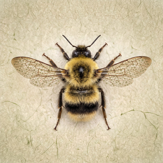 Bumblebee with hearts print