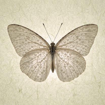 Butterfly with hearts  Print