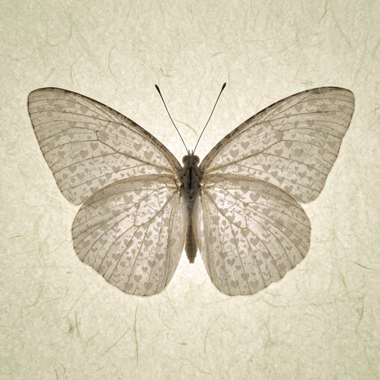 Butterfly with hearts  Print