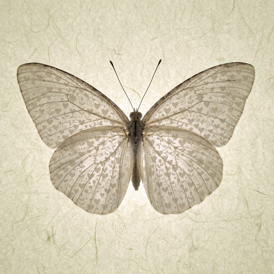 Butterfly with soft hearts card