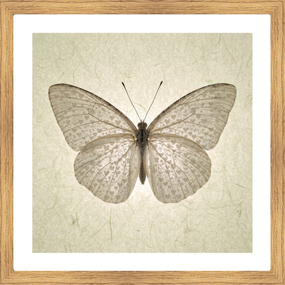 Oak Foil
