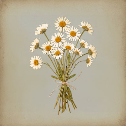 Wild daisies print