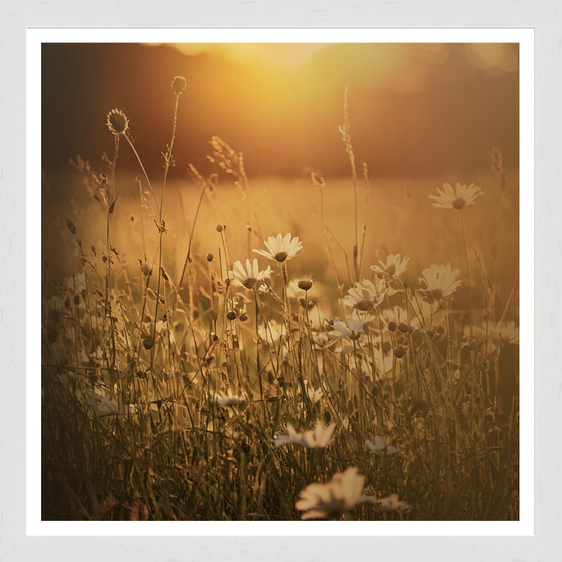 White Grain