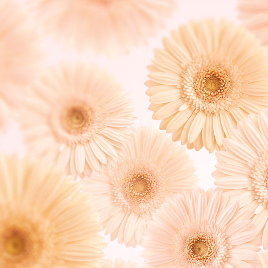Gerbera Garden Print