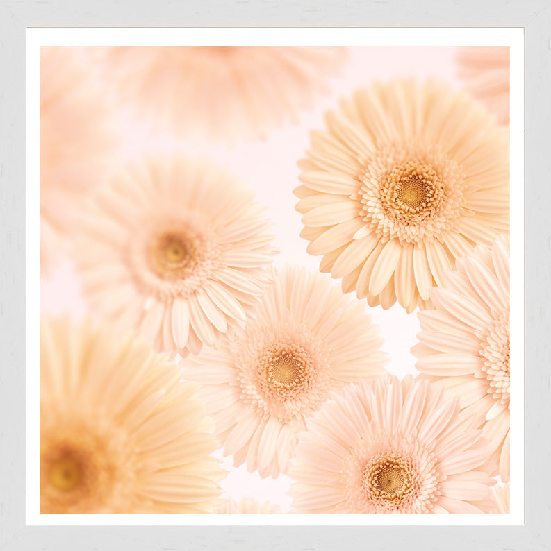 White Grain