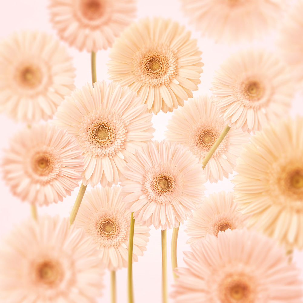 Gerberas Pattern Print