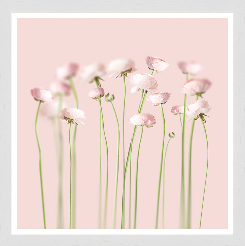 White Grain