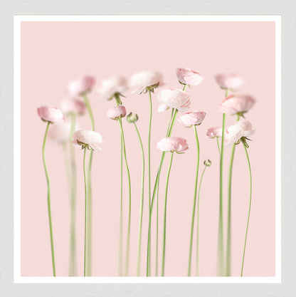 White Grain