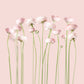 Perfect peonies