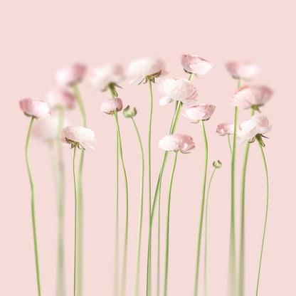 Perfect peonies