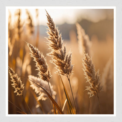 White Grain