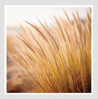 White Grain