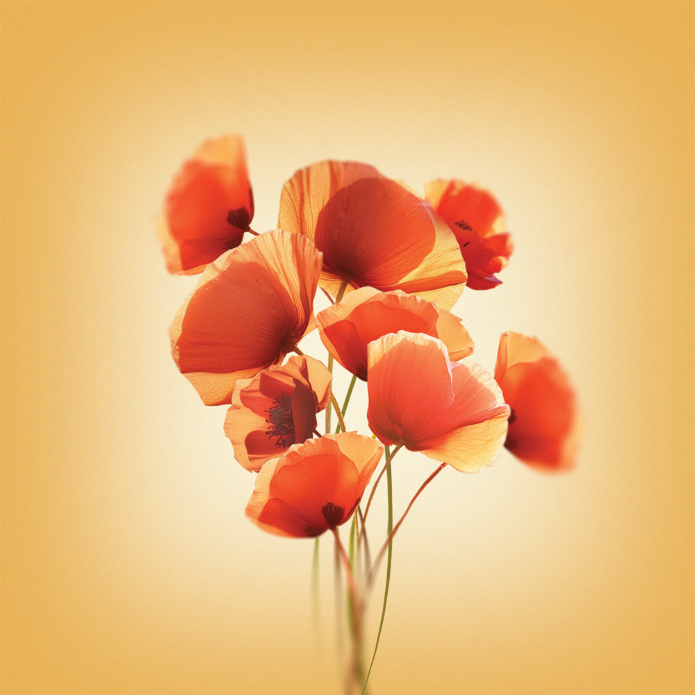 Sunlit Poppies