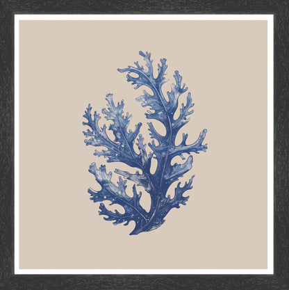 Black Grain