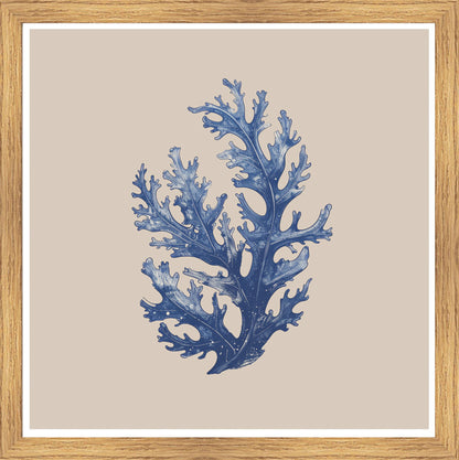 Oak Foil