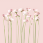 Pink Peonies Canvas Print