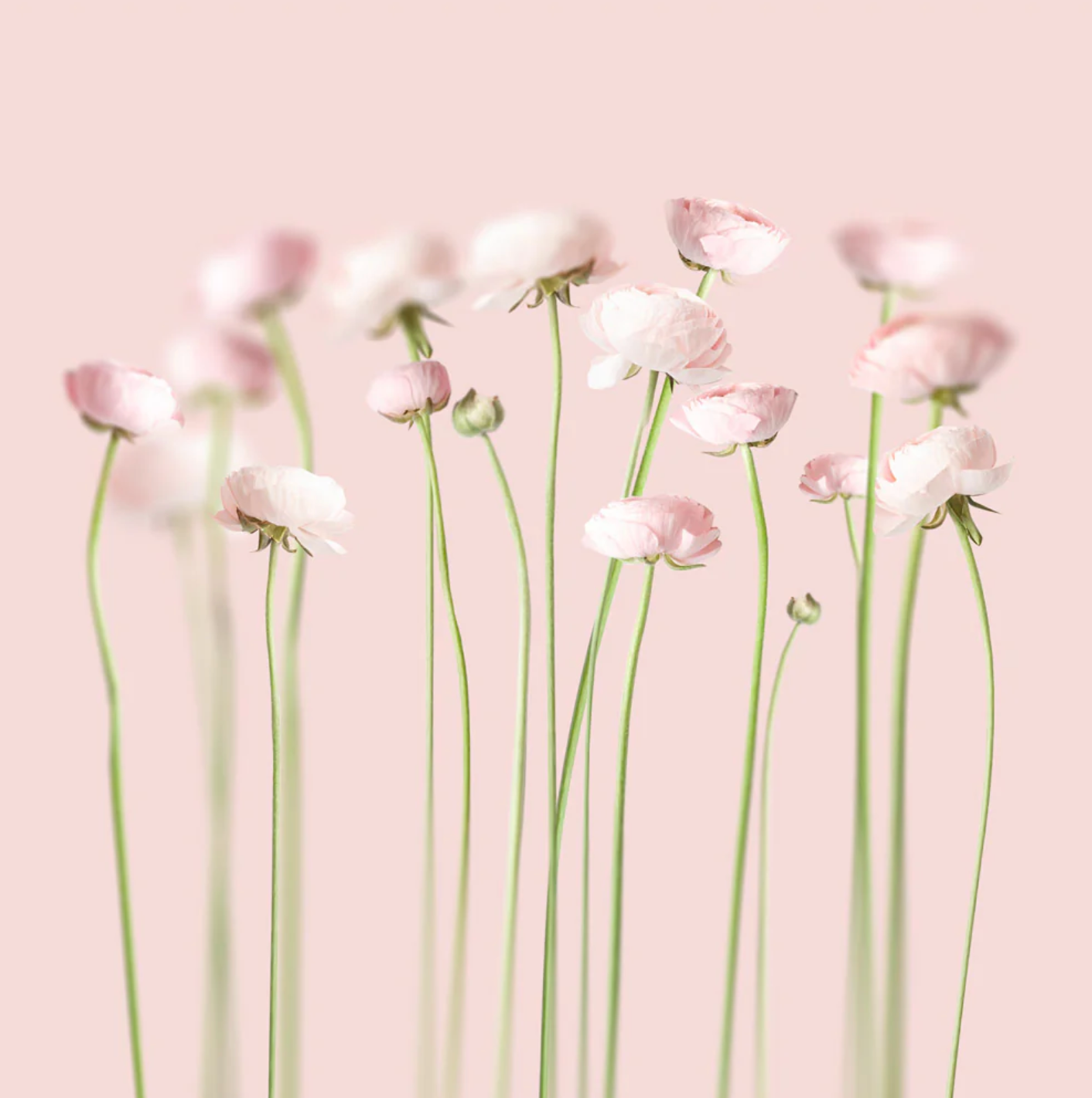 Pink Peonies Canvas Print