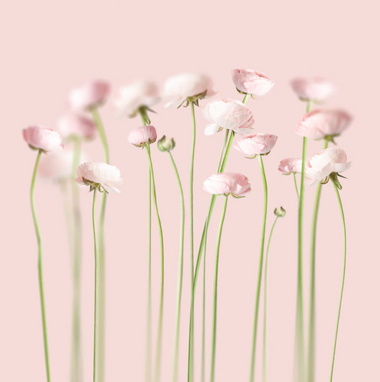 Pink Peonies Canvas Print