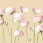 Pink Peonies on Yellow Canvas Print