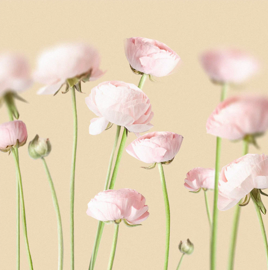 Pink Peonies on Yellow Canvas Print