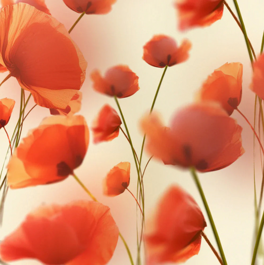 Soft Red Poppies Canvas Print