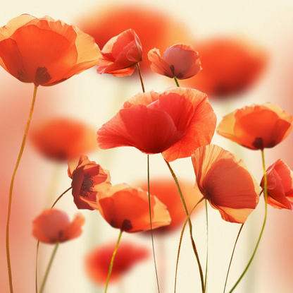 Poppy Fields Canvas Print