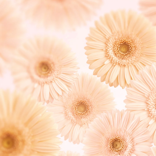Gerbera Garden Canvas Print
