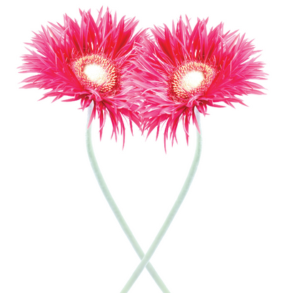 Gerbera Hearts
